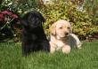 ♥ Schöne Golden Labrador Retriever Welpen ♥